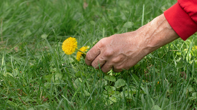 Hand picking a yellow dandelion amid a field of grass